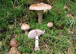 Perlpilz
