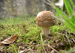Perlpilz
