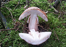 Perlpilz