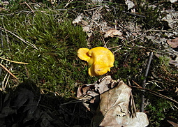 Pfifferling