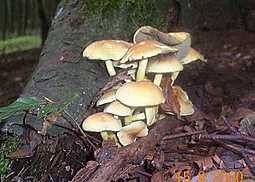 Rauchblättriger Schwefelkopf