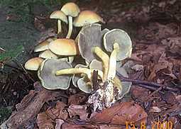 Rauchblättriger Schwefelkopf