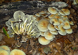 Rauchblättriger Schwefelkopf