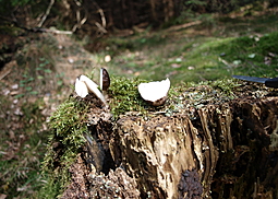 Rehbrauner Dachpilz