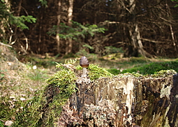 Rehbrauner Dachpilz