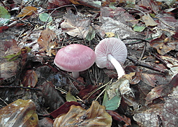 Rosa Rettichhelmling