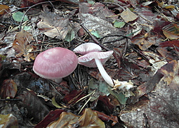 Rosa Rettichhelmling
