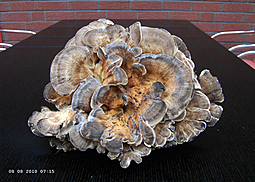 Riesenporling