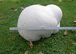 Riesenbovist