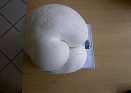 Riesenbovist