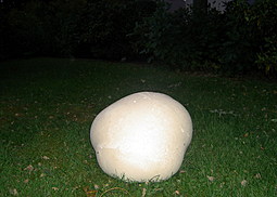 Riesenbovist