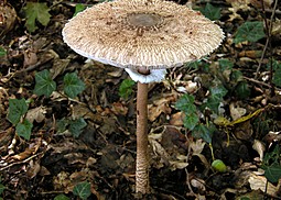 Riesen-Schirmling oder Parasolpilz
