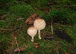 Riesen-Schirmling oder Parasolpilz