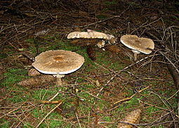 Riesen-Schirmling oder Parasolpilz