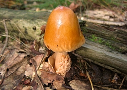 Rotbrauner Scheidenstreifling