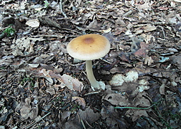 Rotbrauner Scheidenstreifling