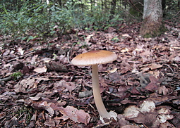 Rotbrauner Scheidenstreifling