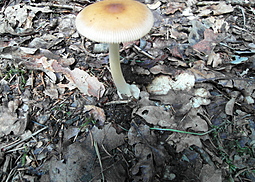 Rotbrauner Scheidenstreifling