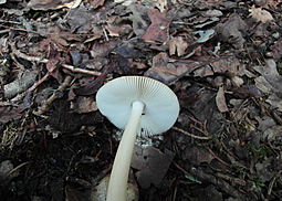 Rotbrauner Scheidenstreifling