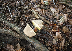 Falscher Rotfußröhrling