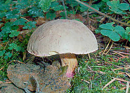 Rotfußröhrling