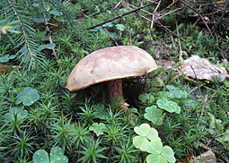 Rotfußröhrling