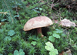 Rotfußröhrling
