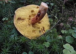 Rotfußröhrling