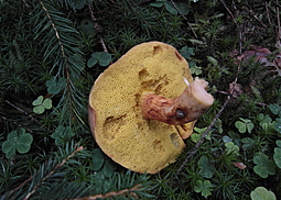 Rotfußröhrling