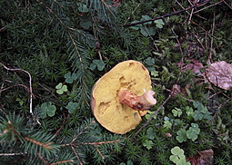 Rotfußröhrling