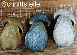 Flockenstieliger Hexenröhrling