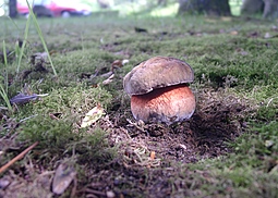 Flockenstieliger Hexenröhrling