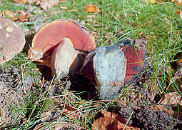 Flockenstieliger Hexenröhrling