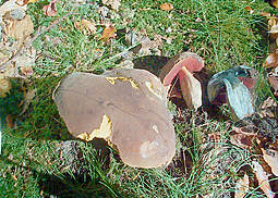 Flockenstieliger Hexenröhrling