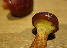 Goldröhrling