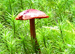 Rotgenatterter Hautkopf