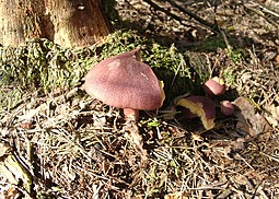 Rötlicher Holzritterling