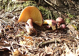 Rötlicher Holzritterling