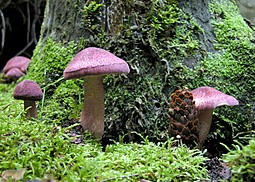 Rötlicher Holzritterling