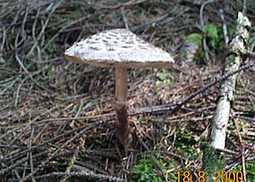 Safranschirmling