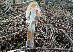Safranschirmling