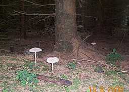 Safranschirmling