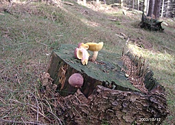 Rötlicher Holzritterling