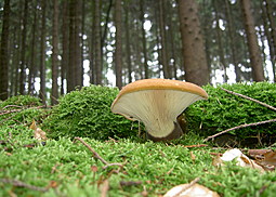Samtfußkrempling