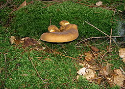 Samtfußkrempling
