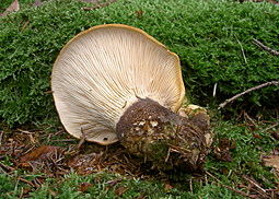 Samtfußkrempling