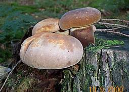 Samtfußkrempling