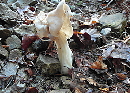 Herbstlorchel