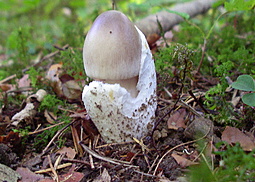 Grauer Scheidenstreifling