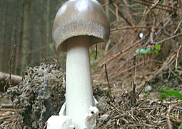 Grauer Scheidenstreifling
